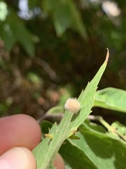 Celticecis pubescens