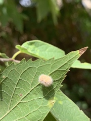 Celticecis pubescens