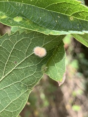 Celticecis pubescens