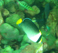 Chaetodontoplus mesoleucus