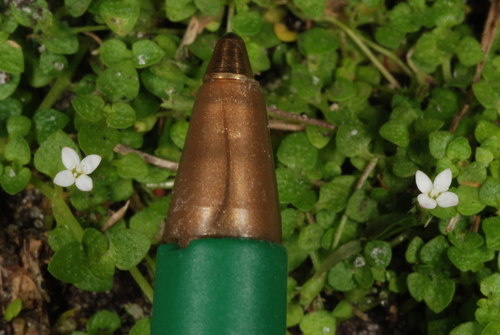 Oldenlandiopsis callitrichoides