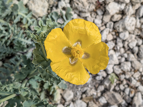 Yellow Horned Poppy