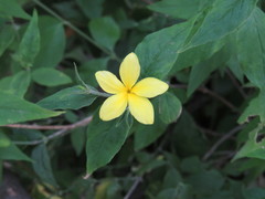 Haplophyton cimicidum