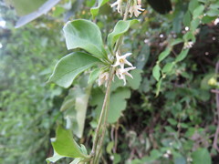 Marsdenia gallardoae