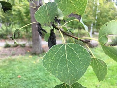 Populus tremuloides
