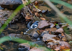 Enicurus schistaceus