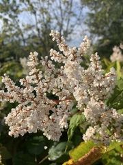 Koenigia polystachya