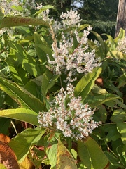 Koenigia polystachya