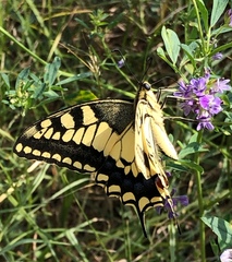 Papilio machaon
