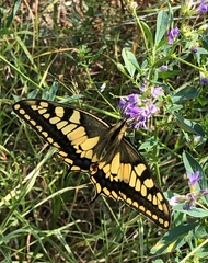 Papilio machaon
