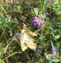 Papilio machaon