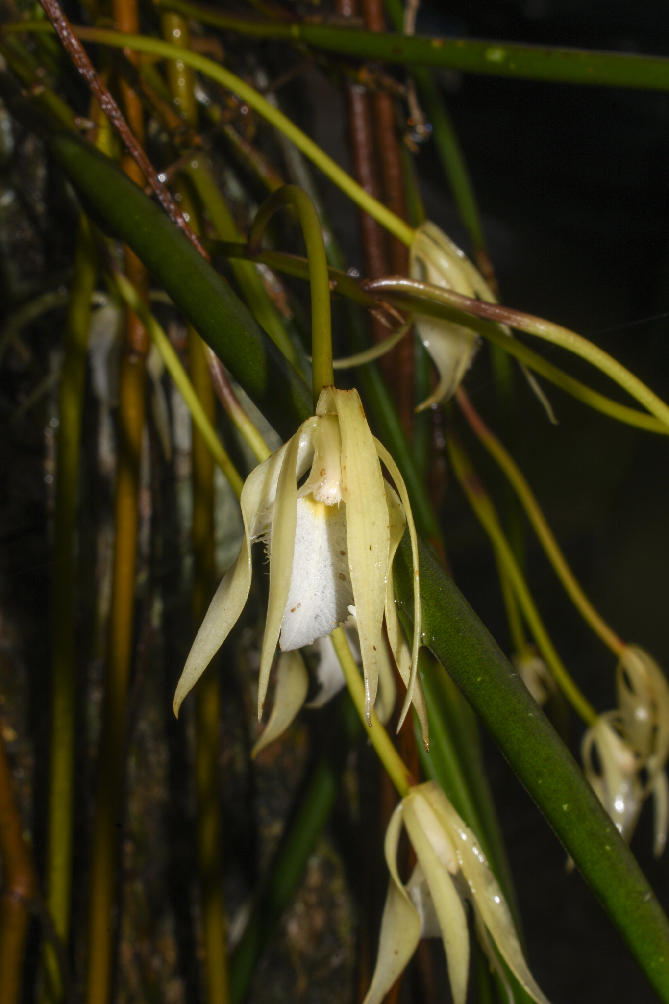 Brassavola angustata Lindl. 3