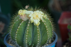 Parodia magnifica
