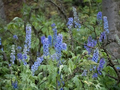 Delphinium cultorum