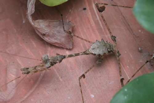 Cryptic Mantis