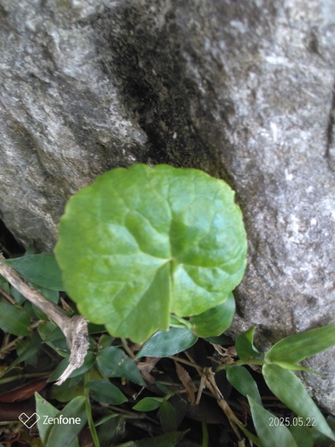 Centella asiatica iNat (1)