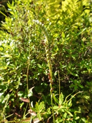 Spiranthes lacera lacera