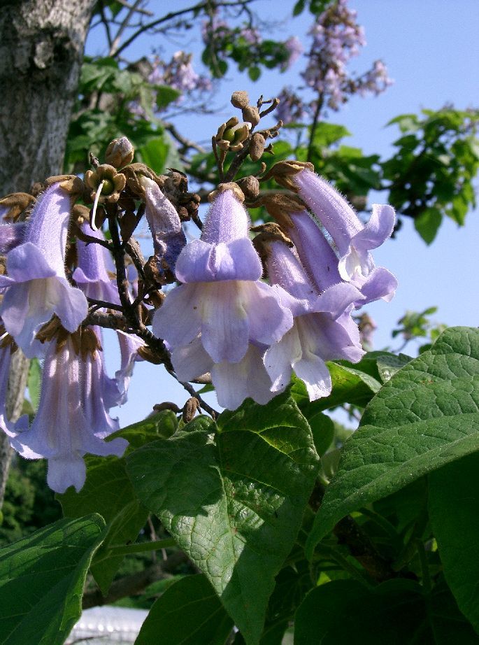 Paulowniaceae