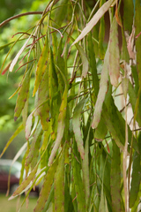 Pseudorhipsalis ramulosa