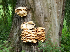 Laetiporus sulphureus