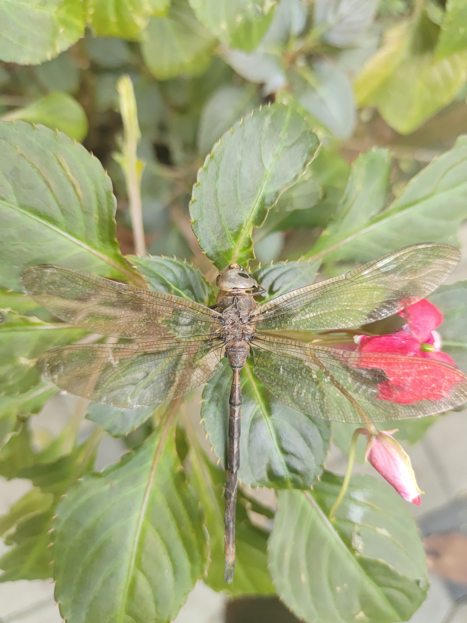 Brown Duskhawker