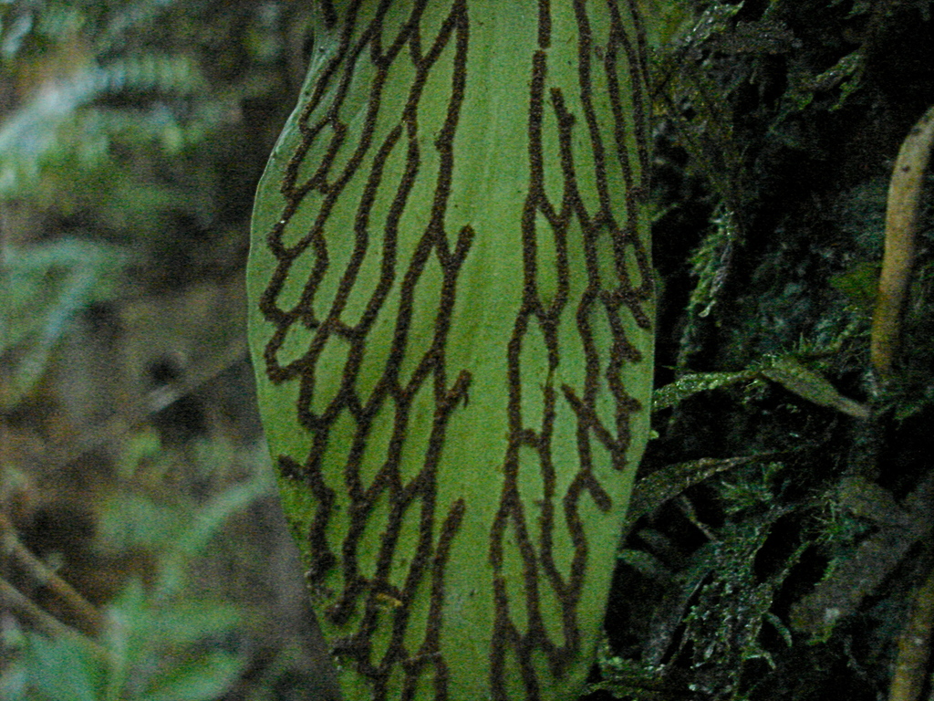 Antrophyum plantagineum (Plants of Guam and the CNMI) · iNaturalist