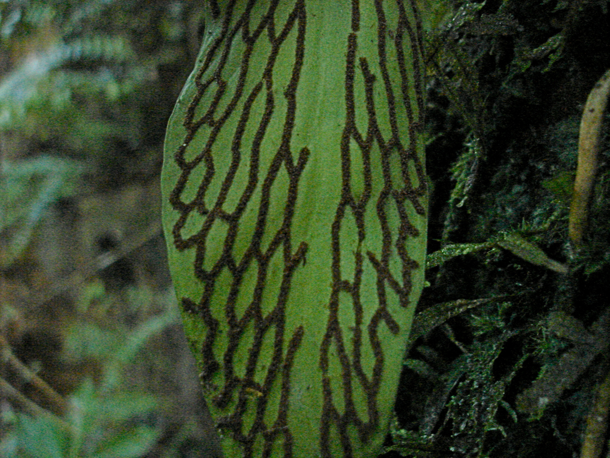 Antrophyum plantagineum