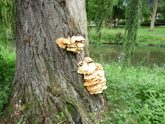 Laetiporus sulphureus