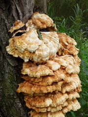 Laetiporus sulphureus