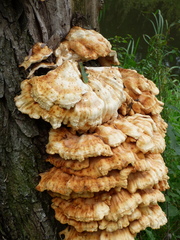 Laetiporus sulphureus