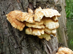 Laetiporus sulphureus