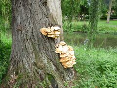 Laetiporus sulphureus