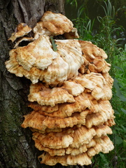 Laetiporus sulphureus