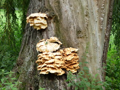 Laetiporus sulphureus
