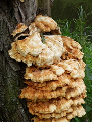 Laetiporus sulphureus