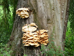 Laetiporus sulphureus