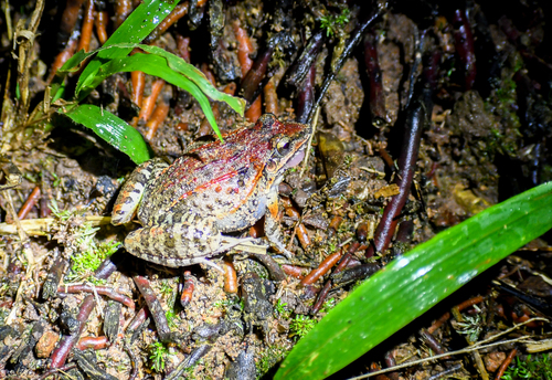 Long Snouted Thin-toed Frog, Leptodactylus longirostris