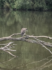 Nycticorax nycticorax