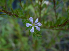 Lythrum alatum lanceolatum