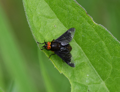 Chrysops caecutiens