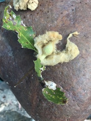 Heteroecus dasydactyli