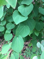 Cercidiphyllum japonicum