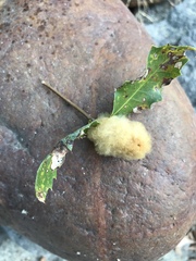 Heteroecus dasydactyli