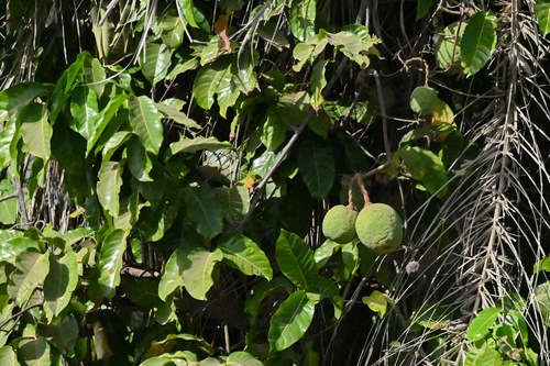Saba senegalensis