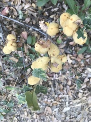 Heteroecus dasydactyli