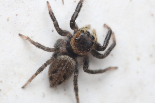 Adanson's House Jumper
