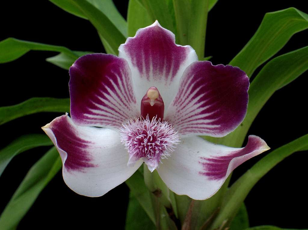 Pescatoria lehmannii