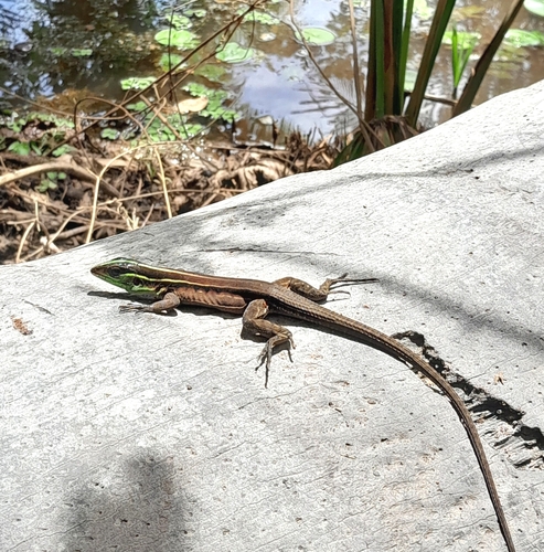 Striped Forest Whiptail
