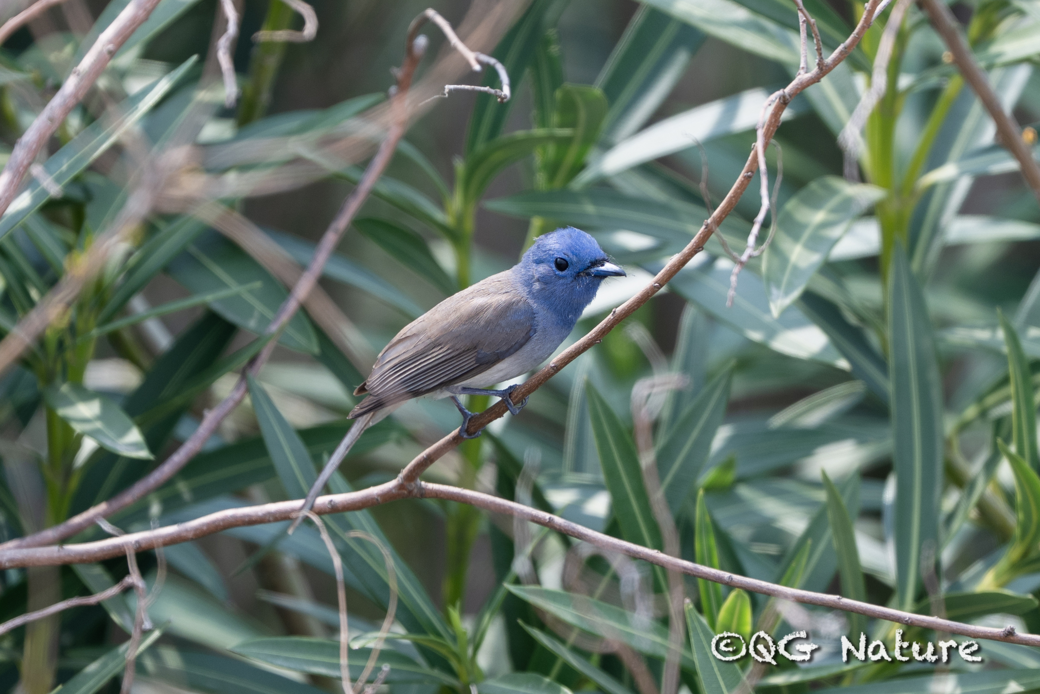 Black-naped Monarch