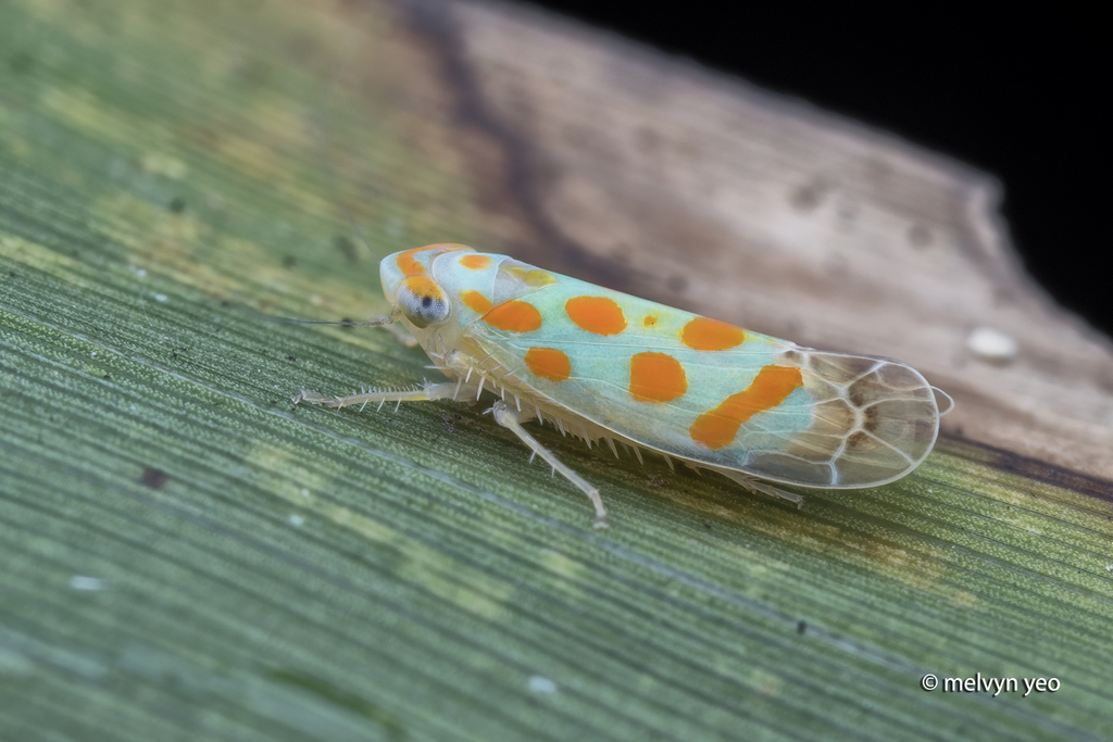 Paralampridius sinuatus